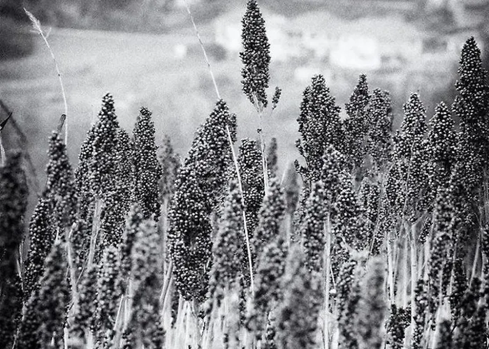 Apartment Girasoli By Interhome